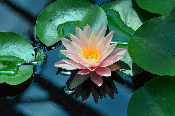 Vodní lilie - Fotografie, Obrázek