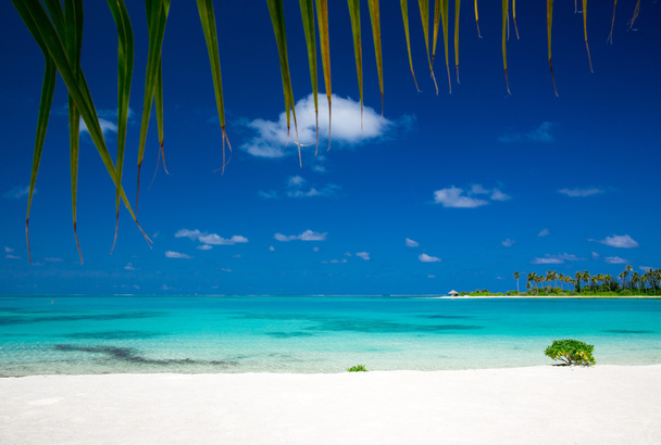 Maldivler 'deki tropik plaj  - Fotoğraf, Görsel