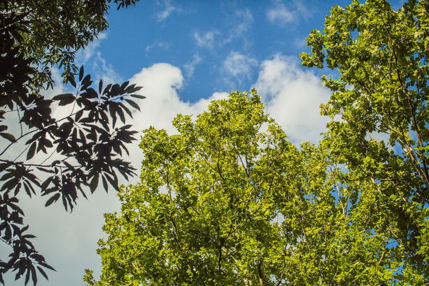 Tree branches on sky background - Valokuva, kuva