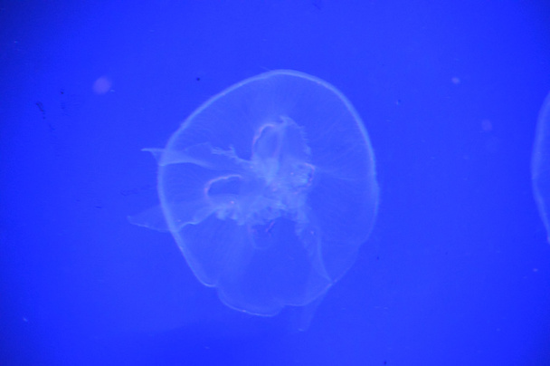 Une méduse blanche
 - Photo, image