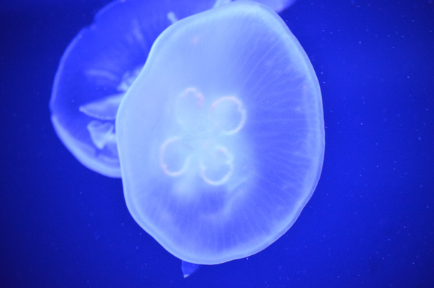 A White Jellyfish - Fotoğraf, Görsel