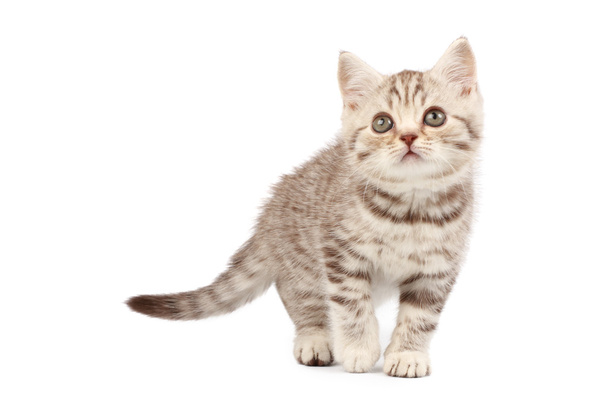 Kitten - Foto, imagen