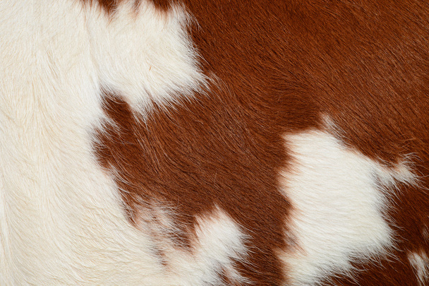 Um fragmento de uma pele de uma vaca fecha-se em uma foto de fundo
 - Foto, Imagem