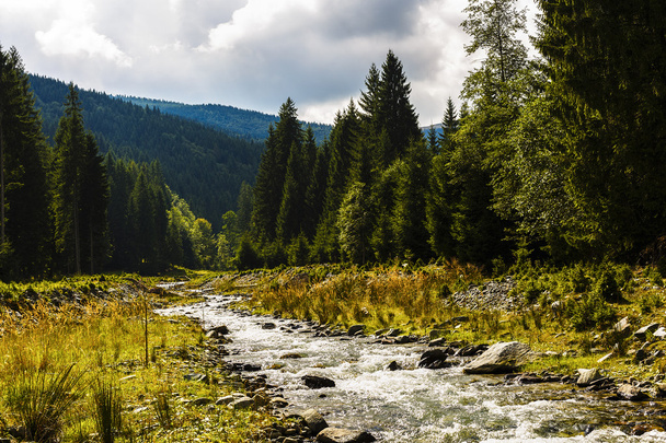 horská řeka, která teče přes borový les - Fotografie, Obrázek