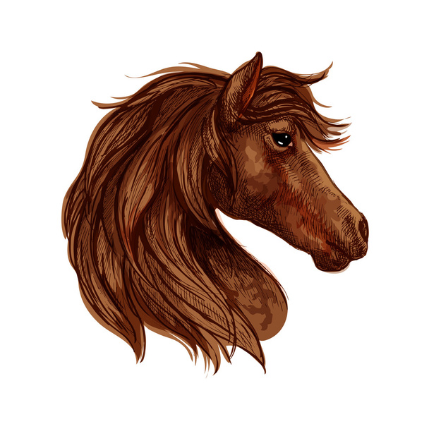 Brown horse head sketch with arabian racehorse - Vector, Image