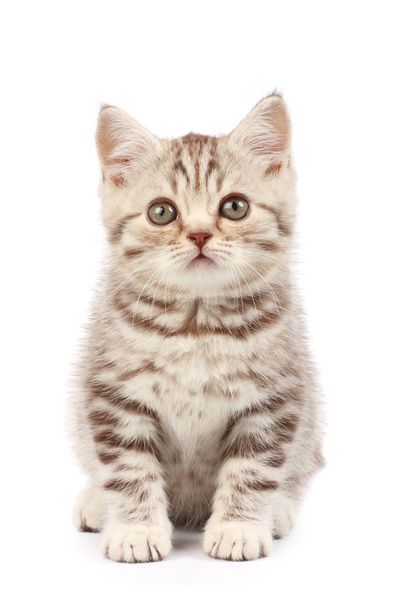 Kitten - Фото, зображення