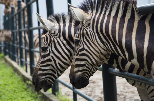 Zebra v blízkosti plotu v zoo - Fotografie, Obrázek