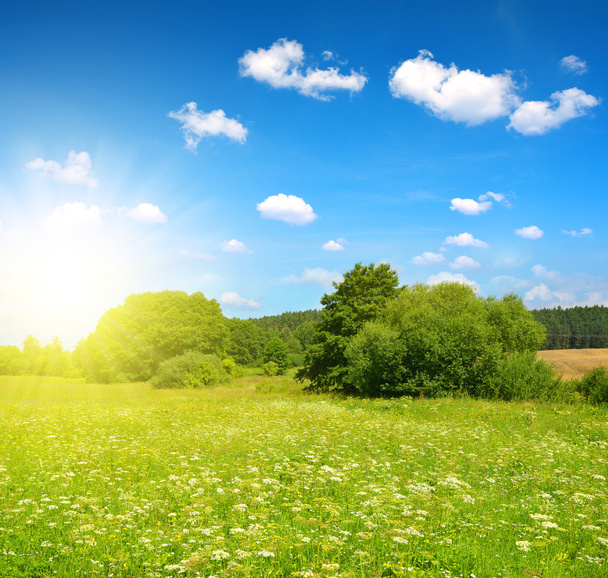 Meadow with blue sky in sunny day.  - Valokuva, kuva