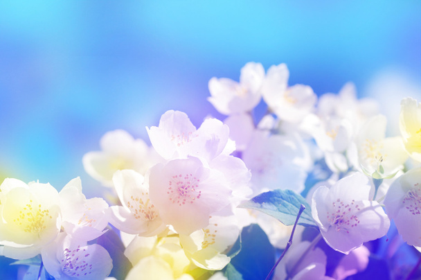 branches de cerisier oiseau en fleurs sur un fond bleu vif
.  - Photo, image