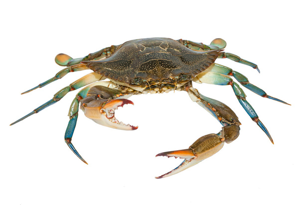 Crabe bleu isolé sur fond blanc - Photo, image