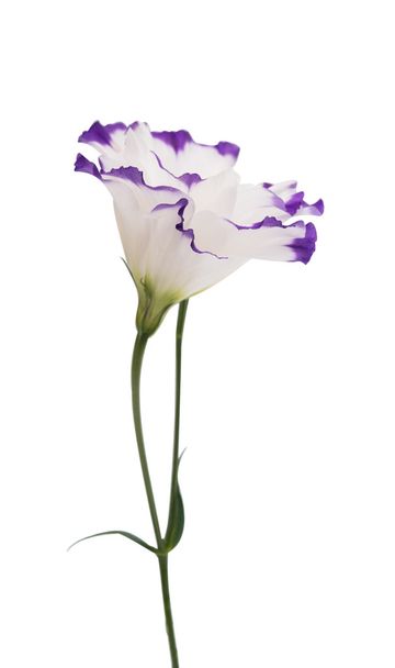 Красиву квітку Eustoma
  - Фото, зображення