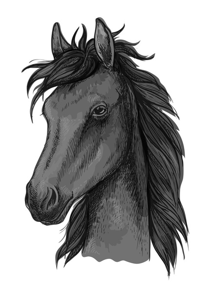 Bosquejo de cabeza de caballo árabe negro
 - Vector, imagen