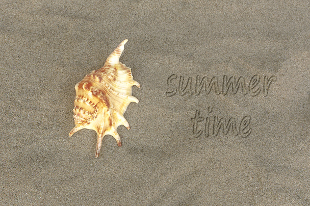 geschriebenes Wort "Sommerzeit" auf Sand am Strand mit Muschel. - Foto, Bild