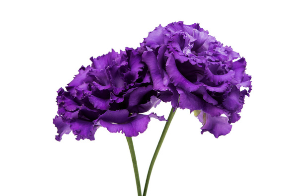 Hermosa flor eustoma
  - Foto, imagen
