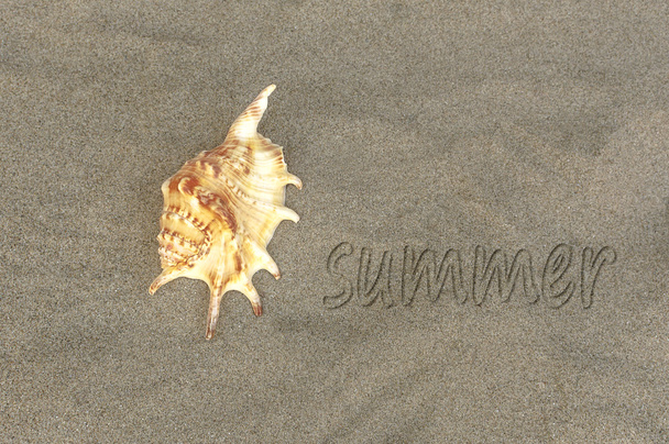 Written word "summer" on sand of beach with sea shell. - Foto, Bild