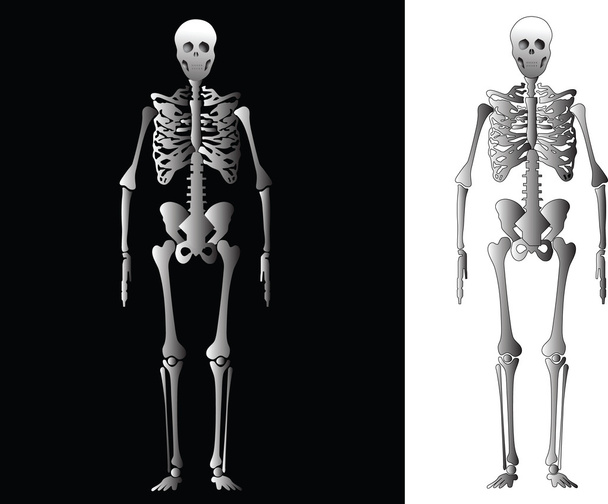 Ανθρώπινος σκελετός - Διάνυσμα, εικόνα