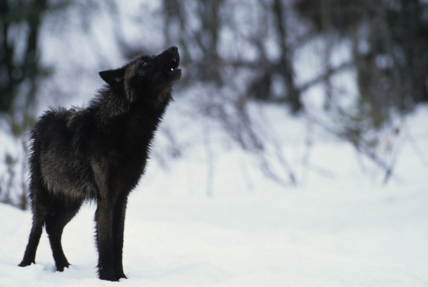 wilka w śniegu - Zdjęcie, obraz