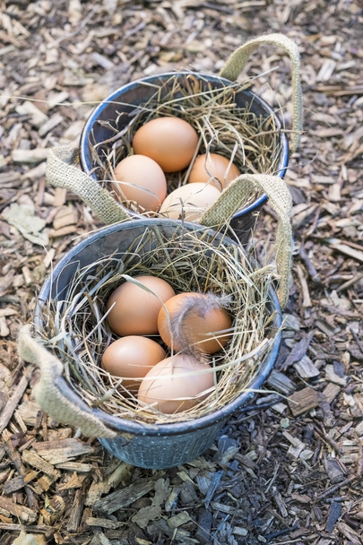 Bucket Contains Brown Eggs - Photo, Image