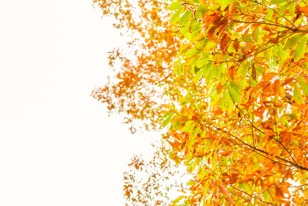 Beautiful Colorful Autumn Leaves - Zdjęcie, obraz