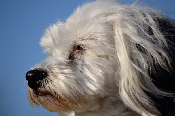 Tête de chien blanc
 - Photo, image