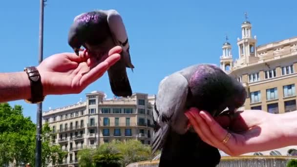 Colpo basso di due piccioni che mangiano dalla mano della gente a Placa de Catalunya, Barcellona
 - Filmati, video