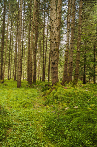 сосновий ліс з деревами, повними м'язів
 - Фото, зображення