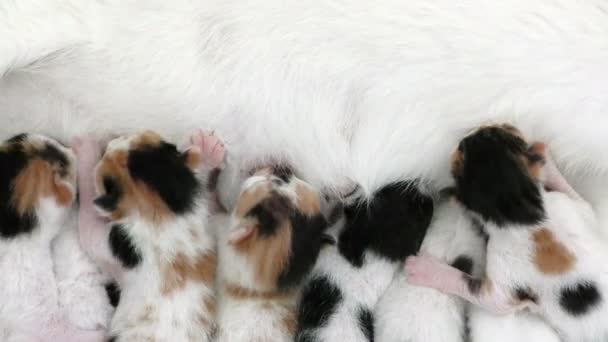 Kitty baba macskák etetése az anya mell - Felvétel, videó