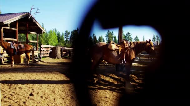 Кінь Corralled на Dude Ranch - Кадри, відео