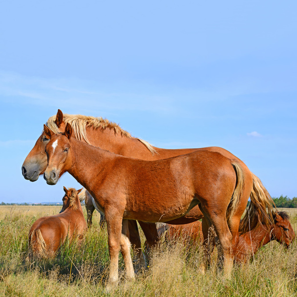 άλογα σε καλοκαιρινό βοσκότοπο σε αγροτικό τοπίο - Φωτογραφία, εικόνα