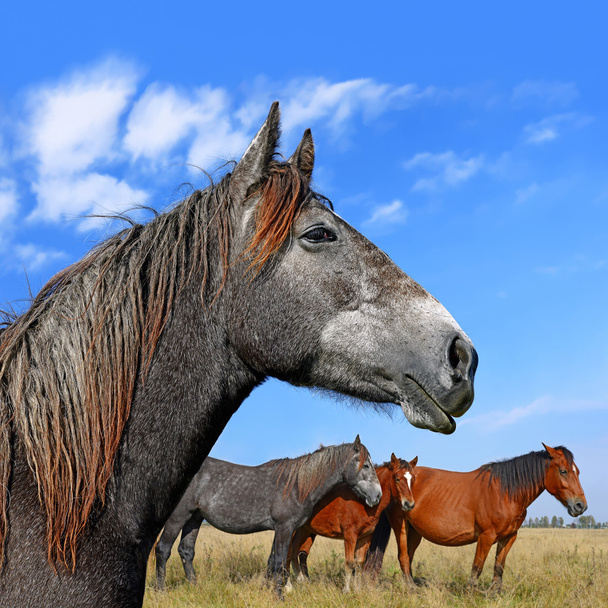 Cavalli su un pascolo estivo in un paesaggio rurale
 - Foto, immagini
