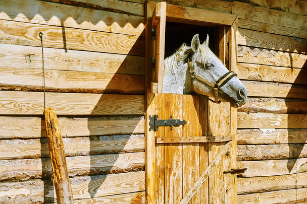 Κοντινό πλάνο του μια όμορφη γκρι stallion στο σταθερό - Φωτογραφία, εικόνα