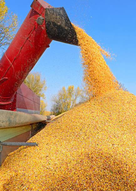 Перегрузка кукурузы из бункера в тракторный автомобиль
 - Фото, изображение