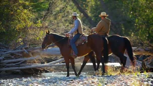 Cowboys Ratsastus hevoset joessa
 - Materiaali, video