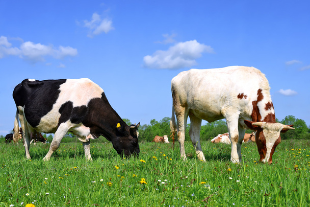 Lehmät kesälaitumella maaseudulla
 - Valokuva, kuva