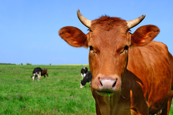 夏の牧草地の牛 - 写真・画像