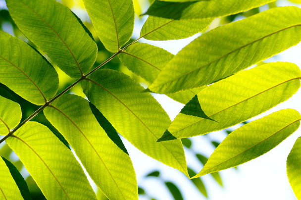 Close up of a green fresh leaves - Photo, image