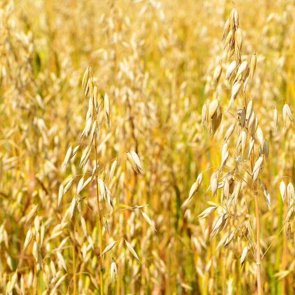 農村景観における麦の茎 - 写真・画像