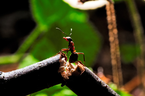 ξύλο μυρμήγκι σε ένα σπασμένα υποκατάστημα. - Φωτογραφία, εικόνα