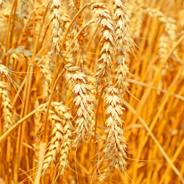 Campo de grano en el paisaje rural
 - Foto, Imagen