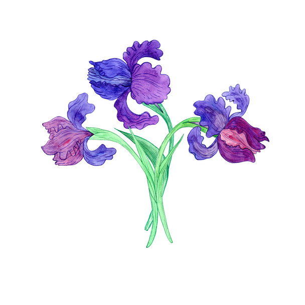 watercoolor drawing blue irises - Photo, Image