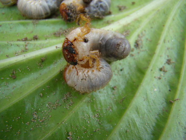larva of the may beetle is a genus of insects of the family of scarab - Photo, Image