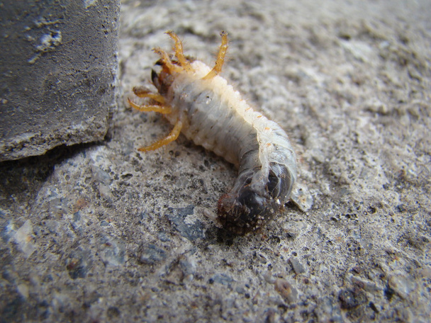 личинка майского жука - род насекомых семейства скарабеев
 - Фото, изображение