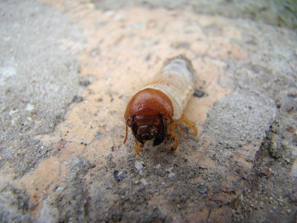 Larve des Maikäfers ist eine Insektengattung aus der Familie der Skarabäen - Foto, Bild