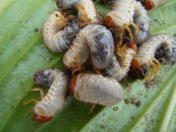 larve van de mei kever is een geslacht van insecten uit de familie van Scarab - Foto, afbeelding