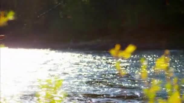 Weibliche Wurfanlage im Süßwasserfluss - Filmmaterial, Video