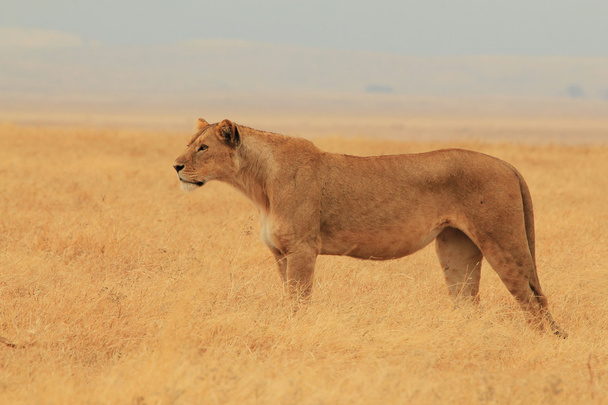 Προσκοπισμός λιοντάρι - Φωτογραφία, εικόνα