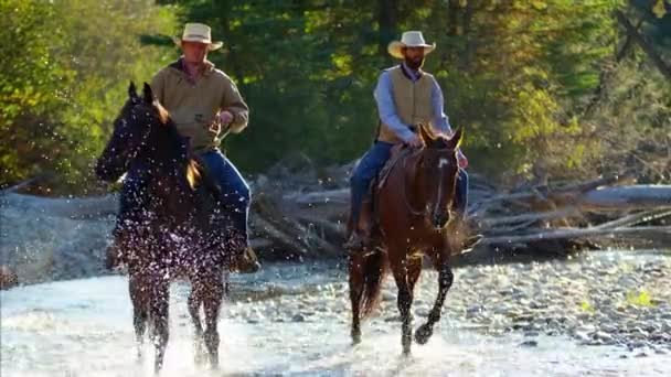 Ковбои на лошадях в реке
 - Кадры, видео