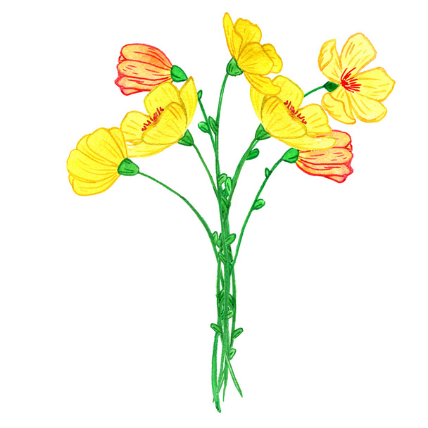 watercoolor drawing yellow flowers - Photo, image