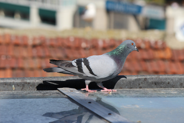 pigeon mâle debout sur les tuiles du toit dans un jour de printemps, à la recherche d'un partenaire
 - Photo, image