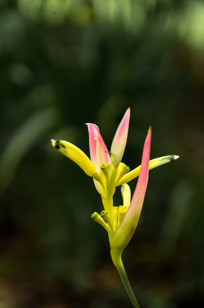 Primo piano Strelitzia reginae flower
 - Foto, immagini